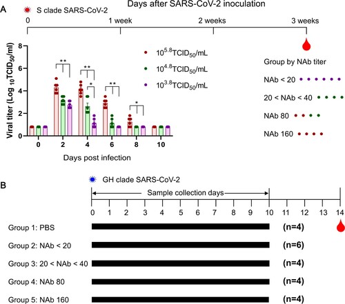 Figure 1. Schedule of SARS-CoV-2 pre- and reinfection in ferrets. To induce varied immune responses, three different doses of SARS-CoV-2 were used to infect groups of ferrets. Following three weeks of infection, serum NAb titres were measured in Vero cells, and ferrets were then grouped according to their NAb titres (NAb < 20, 20–40, 80, and 160) (A). Asterisks indicate statistical significance between each infection group as determined by two-way ANOVA Tukey’s multiple comparisons test (* indicates p < 0.05, ** indicates p < 0.0001). Each group of NMC-nCoV02 (S clade)-primed ferrets and the naive control group were inoculated intranasally with 105.0 TCID50 of CBNU-nCoV02 (GH clade) followed by virus and blood collection on day 14 post-infection (B).