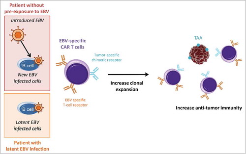 Figure 1. Influence of latent EBV infection on treatment with dual-specific CAR T cells. Latent and introduced virus could both be recognized by T-cell receptors and could increase CAR T cell clonal expansion. Thus, in patient with latent viral infection, the use of EBV-specific CAR T cells could result in stronger anti-tumor responses even without introduced EBV. TAA: tumor-associated antigens.