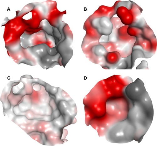 Figure 3 The binding site of four PTP classes exemplified by the surfaces of representative example.