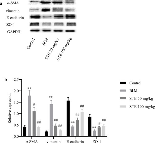 Figure 5. Effect of STE on epithelial-mesenchymal transdifferentiation markers. (a) The expression of α-SMA, vimentin, E-cadherin and ZO-1 was measured by Western blotting. (b) Relative density values showing the expression of α-SMA, vimentin, E-cadherin and ZO-1. n = 3 for each group. *p < 0.01 vs. control; #p < 0.05 and ##p < 0.01 vs. BLM.