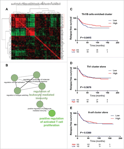 Figure 5. Gastric cancer patient transcriptomic data analysis. Independent large-scale transcriptomic data set available on through GEO (GSE26253), analyzing Stage I-III gastric cancer patients. (A) A correlation matrix of gene expression in gastric cancer was constructed and submitted to unsupervised hierarchical clustering using complete linkage. Each dot represents a correlation coefficient represented by the color of the dot (green for negative correlation, red for positive correlation). Correlation matrix identified a cluster of 19 highly correlated genes enriched in T helper type 1 (Th1-) and B cell-specific genes (red rectangle). (B) The ClueGO analysis confirmed that this highly correlated cluster is enriched in pathways regulating T and B cells. (C) Kaplan–Meier curves for recurrence-free survival (RFS) stratified according to the present of a high or low expression of the Th1/B cell enriched cluster. (D) Kaplan–Meier curves for RFS stratified according to the present of a high or low expression of the Th1-related gene or B cell-related gene signatures. (E) P-values were calculated by using the log-rank test.