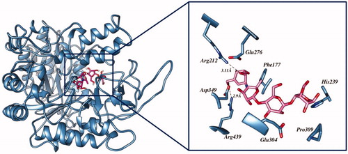 Figure 3. Interactions of acarbose with crucial residues of α-glucosidase.