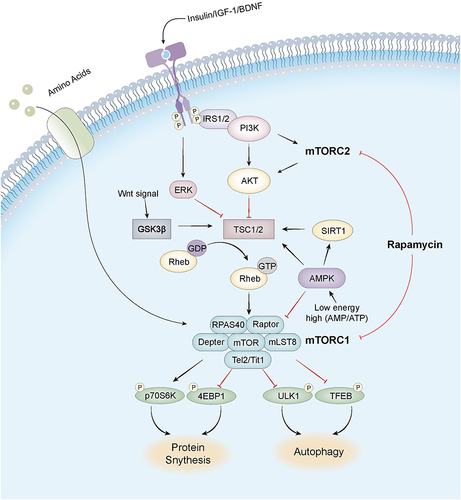 Figure 1 The mechanism of mammalian target of rapamycin (mTOR) and signaling pathway of mTORC1. In the nervous system, brain-derived neurotrophic factor (BDNF), various neuropeptides, insulin, and insulin-like growth factor 1 (IGF-1) activate mTORC1 in neurons. BDNF first activates mTORC1 receptor tyrosine kinase, which further activates the phosphoinositide 3-kinase/protein kinase B (PI3K/Akt) pathway and the RAS extracellular signal-regulated protein kinase (ERK) pathway. Activated Akt and ERK activate Ras homolog enriched in brain protein (Rheb) to activate mTORC1 by inhibiting the mTORC1 inhibitor tuberous sclerosis protein-complex (TSC). AKT also acts as a signaling node between mTORC1 and mTORC2, which indirectly activates mTORC1 by inhibiting TSC through Akt phosphorylation. Elevated mTORC1 activity phosphorylates Unc-51-like kinase 1 (ULK1) and transcription factor EB (TFEB) to suppress autophagy. Furthermore, it also activates 4EBP1 and P70S6K, forming a transcription initiation complex to improve translation efficiency and accelerate protein synthesis. Rapamycin acts on the over-activated mTORC1 in the AD brain, restoring its normal activity and slowing down AD progression, but it also acts mTORC2, which may have some side effects.