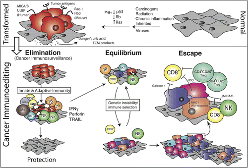 Figure 2.  Dunn–Schreiber model of tumor immunosurveillance in involves elimination, tumor editing, and tumor escape. Normal cells (gray) subject to common oncogenic stimuli ultimately undergo transformation and become tumor cells (red) (Top). Even at early stages of tumorigenesis, these cells may express distinct tumor-specific markers and generate proinflammatory “danger” signals that initiate the cancer immunoediting process (Bottom). In the first phase of elimination, cells and molecules of innate and adaptive immunity, which comprise the cancer immunosurveillance network, may eradicate the developing tumor and protect the host from tumor formation. However, if this process is not successful, the tumor cells may enter the equilibrium phase where they may be either maintained chronically or immunologically sculpted by immune “editors” to produce new populations of tumor variants. These variants may eventually evade the immune system by a variety of mechanisms and become clinically detectable in the escape phase. (Reprinted with permission from Dunn et al., Citation2004).
