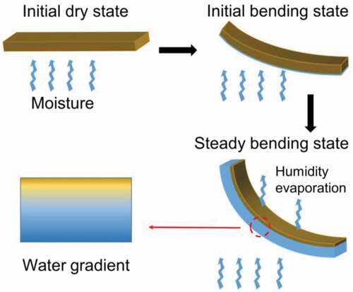 Figure 1. A schematic of a moisture-based actuation in our cellulose membranes