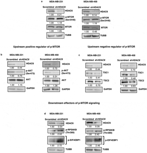 Figure 7. HDAC6 KD differentially regulates p-MTOR and the tuberous sclerosis complex in MDA-MB-231 and MDA-MB-468 breast cancer cells. (a-d) MDA-MB-231 and MDA-MB-468 cells were subjected to western blot analysis for (a) p-MTOR, MTOR, (b) p-AKT, AKT, (c) TSC1, TSC2, (d) p-RPS6KB and p-EIF4EBP1.