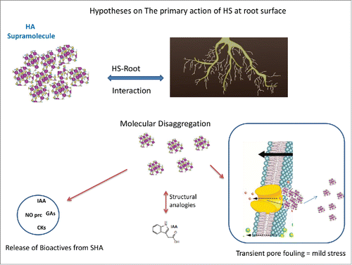 Figure 2. Main hypotheses about the primary action of rhizospheric humic substances at plant root surface.