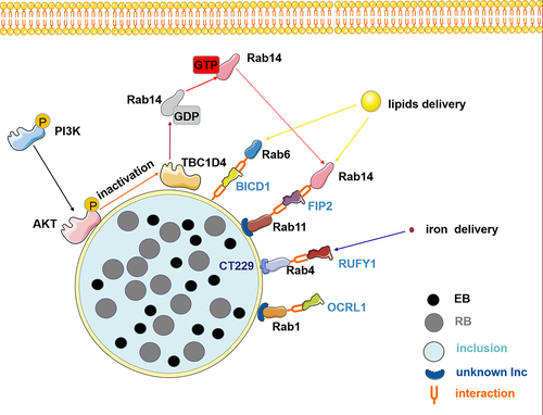 Figure 2. The role of Rab effector proteins and cascade signaling pathways is central to disrupting vesicular transport during chlamydia infection. chlamydia interacts with Rab effectors such as OCRL1, RUFY1, BICD1, and FIP2 to hijack Rab-mediated nutrient transport, redirecting lipid and iron delivery, which are crucial for the development and reproduction of its offspring. Furthermore, chlamydia infection induces AKT phosphorylation and recruits phosphorylated AKT to the inclusion membrane, thus phosphorylating and inactivating TBC1D4. Subsequently, the inactivated TBC1D4 activates Rab14 in a membrane-associated GTP-bound state. Therefore, vesicles marked by Rab14 that contain sphingolipids are redirected toward the inclusion. Elements in the figure are sourced from the SMART database (https://smart.servier.com).