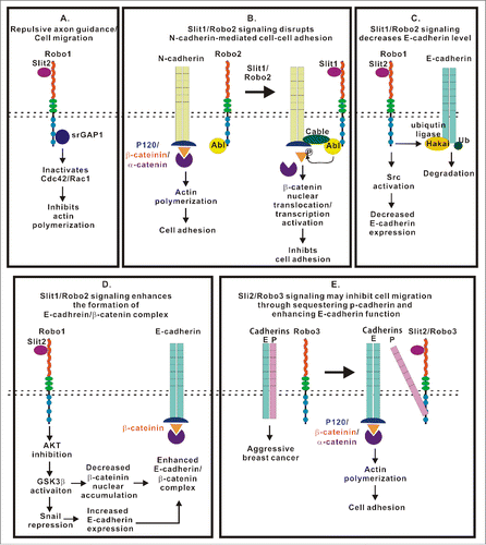 Figure 4. Multiple roles of the Slit/Robo signaling in the regulation of intercellular junctions, ECM adhesion and cell motility. This figure summarizes current knowledge regarding signaling mechanisms initiated by Slit/Robo complexes and regulating integrity and remodeling of intercellular junctions and ECM adhesions. (A) Slit/Robo signaling inhibits actin polymerization through srGAP1 to inactivate Rho GTPases. (B) Slit1/Robo2 signaling inhibits N-cadherin-mediated cell adhesion by forming Robo2/N-cadherin complex through the Abl kinase and its adaptor proteins. The Abl kinase subsequently phosphorylates β-catenin resulting in its dissociation from the cadherin complex and nuclear translocation. (C) Slit1/Robo2 signaling induces E-cadherin degradation by recruiting the ubiquitin ligase Hakai to E-cadherin. (D) Slit1/Robo2 signaling enhances the formation of the E-cadherin/β-catenin complex through AKT/GSK3β/Snail pathway. (E) Slit2/Robo3 signaling promotes the interaction between Robo3 and P-cadherin, which, in turn, enhances the formation of E-cadherin homodimer and inhibits cell migration.