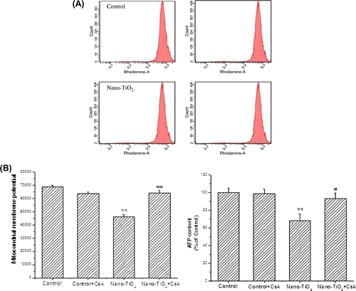 Fig. 2. Effects of MPT pore on MMP decrease and ATP depletion of HaCaT cells.Notes: Effects of MPT pore on (A) MMP decrease and (B) ATP depletion of HaCaT cells. Cells were treated with 200 μg/mL nano-TiO2 only, or pretreated with CSA (10 μM) for 30 min, followed by treatment with 200 μg/mL nano-TiO2. Control was received culture medium only. All samples were irradiated with the UVA light for 1 h and then cultured for 24 h. Results are expressed as mean ± SEM. of at least four different experiments (**p < 0.01 represents the comparison with the control group; ##p < 0.01 represents the comparison with the nano-TiO2 group).