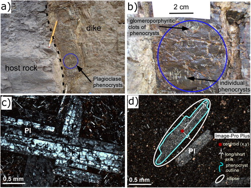 Figure 3. Dike outcrop showing typical porphyritic textures with high plagioclase phenocrysts content. In (a) the dike-host rock contact is observed, the circle in blue enclosed a section of dike rock in situ that contains giant plagioclase phenocrysts. Photograph (b) is a close up of the area in the blue circle that shows individual plagioclase phenocrysts and glomeroporphyritic clots of plagioclase. (c) The groundmass shows an intersertal texture, here is shown a close view of plagioclase phenocryst twinning. (d) Rocks were classified according to the phenocrysts size distributions calculated with CSD Corrections from CitationHiggins (2000). The calculation of Crystal Size Distribution uses geometric parameters of an ellipse (white line) that approximates to the 2D phenocrysts outlines (light blue line).