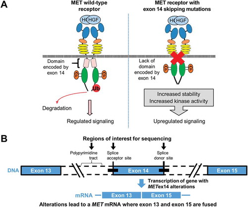 Figure 1. Biology of MET exon 14 skipping mutation (METex14). (A) Left, Exon 14 of the MET gene encodes the juxtamembrane domain of the MET receptor. Right, METex14 eliminates this key regulatory region, which could lead to increased stability and increased kinase activity of the MET receptor and, ultimately, upregulated signaling of the MET pathway [Citation34]. (B) Alterations leading to METex14 result in a messenger RNA in which exons 13 and 15 are fused [Citation10,Citation34,Citation36,Citation45]. Arrows indicate the primary regions of interest for sequencing to detect METex14. HGF, hepatocyte growth factor; MET, mesenchymal–epithelial transition; mRNA, messenger RNA; P, phosphorylation; Ub, ubiquitin. Cortot AB et al, Exon 14 Deleted MET Receptor as a New Biomarker and Target in Cancers, Journal of the National Cancer Institute, 2017, 109, 5, djw262, adapted by permission of Oxford University Press