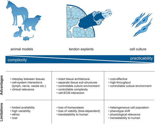 Figure 2. Advantages and limitations of tendon research models. In vivo models are attractive systems to investigate the development and repair of tendon tissue under physiological conditions. Tendon explant (ex vivo) models capture key features of native tendon tissue including a preserved ECM niche and can be applied to study ECM mechanobiology and cell-cell/matrix communication under near-physiological conditions. In vitro cell culture of tendon-derived cells enables the high-throughput and cost-effective investigation of complex, molecular research questions under fully controlled conditions.