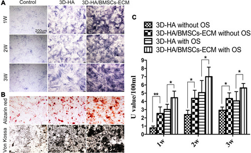 Figure 6 Osteogenic differentiation in vitro. (A) BCIP/NBT for ALP staining with different scaffolds elutes. (B) Alizarin red and Von Kossa staining with different scaffold elutes. (C) ALP activity of cells on different scaffolds. *P<0.05; **P<0.01.