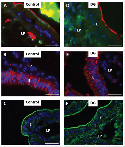 Figure 5. PE-induced inhibition of constitutive endocytosis revealed by Alexa 488 hydrazide. Mucosal explants cultured for 1 h in the absence (A-C) or presence (E-F) of 2 mM DG and in the presence of 10 µg/ml of the fluorescent polar tracer Alexa 488 hydrazide (green color in A, D). Sections were immunolabeled for aminopeptidase N (red color in A, D), Na+/K+-ATPase (red color in B, E), or with Alexa 488-conjugated phalloidin (green color in C, F). All images shown were captured at pairwise identical settings of the microscope. A: The fluorescent polar tracer Alexa 488 hydrazide is taken up into distinct subapical punctae like LY (Fig. 4), but is not visible in the paracellular space and only weakly stains the lamina propria. D: No Alexa 488 hydrazide accumulated in subapical punctae, and diffuse cytoplasmic staining of the enterocytes was moderate in comparison with LY (Fig. 4). Neither the brush border marker aminopeptidase N, the basolateral marker Na+/K+-ATPase, nor the cortical cytoskeleton marker phalloidin were visibly affected by DG. The images shown of each situation are representative of at least 5 images. Bars: 20 µm.