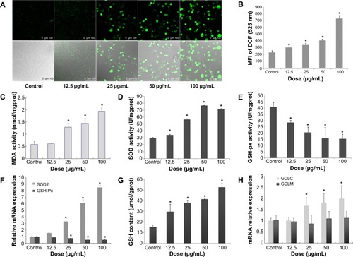 Figure 3 Oxidative stress and damage induced by SiNPs in HUVECs.Notes: *P< 0.05 versus control. Data expressed as means ± SD from three independent experiments. HUVECs were treated with increasing concentrations of SiNPs for 24 hours, and then the fluorescence intensity of DCF was measured using laser scanning confocal microscopy and flow cytometry. The intracellular levels of ROS were significantly increased in a dose-dependent manner (A, B), and so was the production of MDA (C). SOD activity was increased, while GSH-Px levels decreased significantly in a dose-dependent way (D, E). Meanwhile, the relative mRNA expression of SOD2 and GSH-Px were measured by quantitative real-time PCR. Significant changes in their mRNA expressions were observed, which was consistent with the corresponding change in their activities (F). Additionally, GSH content increased, induced by SiNPs, and the relative mRNA expression of GCLC normalized to β-actin was upregulated, but there was no significant change in that of GCLM (G, H). In figure A the upper images were DCFH-DA staining under confocal microscopy. The lower images were DCFT-DA staining merged with optical morphology at the same visual field.Abbreviations: HUVECs, human umbilical vein endothelial cells; SiNPs, silica nanoparticles; SD, standard deviation; DCF, dichlorofluorescein; ROS, reactive oxygen species; MDA, malondialdehyde; GSH-Px, glutathione peroxidase; PCR, polymerase chain reaction; mRNA, messenger ribonucleic acid; DA, diacetate; SOD, superoxide dismutase; GCLC, glutamate cysteine ligase – catalytic; GCLM, glutamate cysteine ligase – modifier.