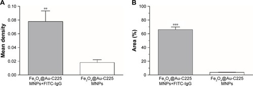 Figure 4 Determination of the C225 absorption efficiency by measuring mean density and fluorescence percentage.Notes: (A) Mean density of Fe3O4@Au-C225 MNPs after incubation with FITC-labeled IgG and Fe3O4@Au-C225 MNPs without incubation with FITC-labeled IgG. (B) Fluorescence percentage of Fe3O4@Au-C225 MNPs after incubation with FITC-labeled IgG and Fe3O4@Au-C225 MNPs without incubation with FITC-labeled IgG. **P<0.01; ***P<0.001.Abbreviations: C225, cetuximab; FITC, fluorescein isothiocyanate; IgG, immunoglobulin G; MNPs, magnetic nanoparticles.