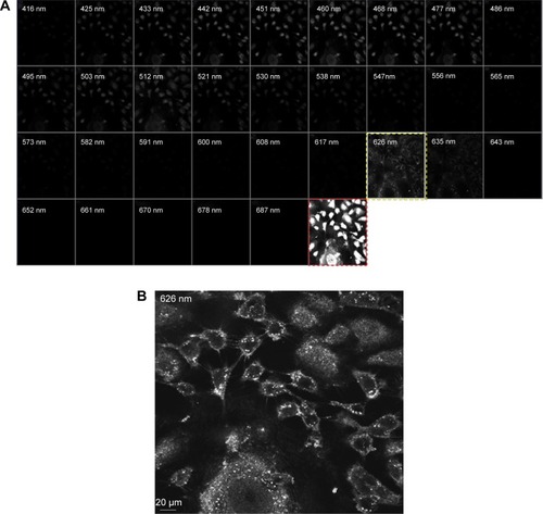 Figure 3 Detection of AuNPs in MCF-7 cells by fluorescence emission.Notes: (A) The emission spectrum analysis detects the presence of Aunis (white dots; 80 µg/mL during 6 hours of incubation) around and inside MCF-7 cells at 626 nm wavelength (outlined with yellow dashes). It is especially visible in (B) at higher magnification at higher magnification (40×) at the 626 nm wavelength. As compared to the analysis performed on cells incubated with Vh (C) and (D), the absence of AuNPs in the control sample (Vh) is obvious. The scan was performed using CLSM from 416 nm to 687 nm wavelength. The nuclei were stained with DAPI (maximum emission 461 nm). The last square in (A) and (C) (outlined with red dashes) is a raw confocal image of MCF-7 cells.Abbreviations: AuNPs, gold nanoparticles; CLSM, confocal laser scanning microscopy; DAPI, 4′,6-diamidino-2-phenylindole; Vh, vehicle.