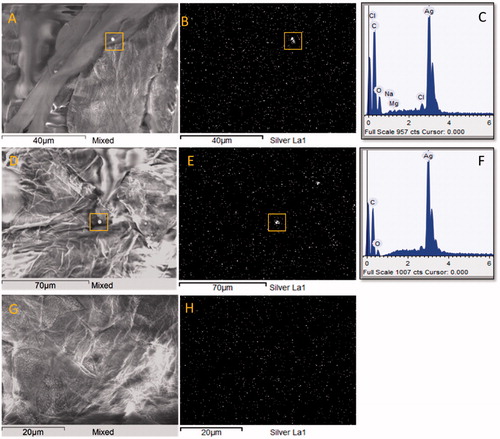 Figure 3. SEM image and silver elemental mapping from three spots on the SC tape no.15 of a healthy subject after wearing of silver garment. Two bright spots on the corneocyte surface (yellow squares in images A and D) correspond to the spots with high silver electron density in the elemental maps (yellow squares in images B and E) and were identified as silver in the EDX spectrum (C and F).