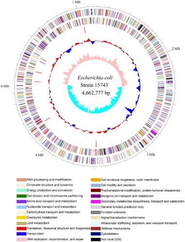 Figure 2 The genomic map of E. coli 15743.Notes: The outermost circle of the circle map is the genome-sized logo, each scale is 0.1 Mp. The second and third circles are CDS on the positive and negative chains, and the different colors indicate different COG classifications of the CDS. The fourth circle is rRNA or tRNA. The fifth circle is the GC content, and the outward red part indicates that the GC content in the region is higher than the whole-genome average GC content. The higher the peak value indicates the greater the difference from the average GC content, and the inward blue portion indicates that the GC content in the region is low. For the whole-genome average GC content, a higher peak indicates a greater difference from the average GC content. The innermost circle is the GC skew value. The specific algorithm is G−C or G+C. When the value is positive in the biological sense, the positive chain tends to transcribe CDS. When it is negative, the negative chain tends to transcribe CDS.Abbreviation: COG, Clusters of Orthologous Groups of proteins.