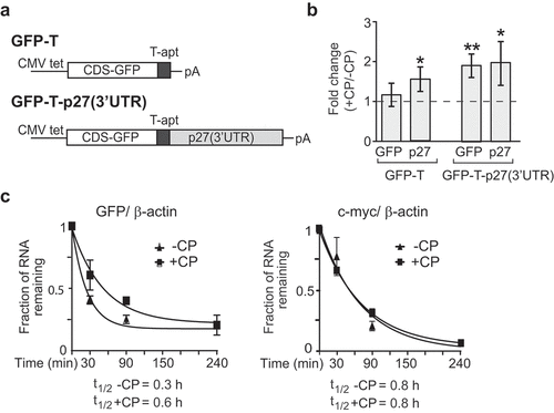 Figure 2. P27(3ʹUTR) reporter mRNA recapitulates post-transcriptional regulation in CP-treated cells. (a) Schematic representation of GFP-T and GFP-T-p27(3ʹUTR) reporter constructs. GFP-T cells lack exogenous p27 3ʹUTR sequences. (b) Changes in GFP and endogenous p27 mRNAs in CP-treated (+CP) compared to untreated (-CP) GFP-T and GFP-T-p27(3ʹUTR) inducible cell lines. Transcript levels were quantified with RT-qPCR and normalized to β-actin mRNA. Error bars represent SEM, n = 3. *P < 0.05, **P < 0.01. (c) mRNA decay of GFP-T-p27(3ʹUTR) in untreated (-CP) and CP-treated (20 µM CP for 15 h) cells. The half-life of GFP and c-myc mRNAs was determined relative to β-actin with RT-qPCR and plotted as the mean, considering ‘one phase decay equation’ implemented in GraphPad Prism. Error bars represent SEM, n = 2.
