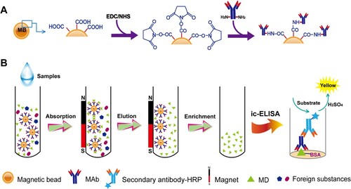 Scheme 1. The#protocol of preparation of IMBs and clean-up based on IMBs.Note: The production of IMBs (A) and the protocol of IMBs-based ic-ELISA (B).