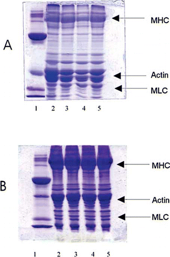 Figure 2 SDS–PAGE pattern of proteins extracted in sample buffer from sardine mince mixed with different concentrations of mannitol and frozen stored. A) immediately after freezing; and, B) at 112 days of storage. (1) standard marker proteins; (2) mince without mannitol treatment; (3) mince treated with 2% mannitol; (4) mince treated with 4% mannitol; and, (5) mince treated with 6% mannitol. MHC–Myosin Heavy Chain, MLC-Myosin Light Chain.