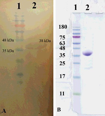 Figure 2. Integrase expression with western blot analysis using (anti-His) specific anti-intI monoclonal antibody (A) and purification of C-terminal 6xHis-tagged intI under native conditions with Ni–NTA method (B).