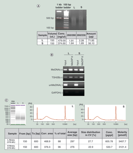 Figure 2.  Quality verification of the MeDIP-BS libraries. (A) The quality of the gDNA extracted from the L and S samples was verified and sheared to form DNA 100–500 bp fragments. (B) The MeDIP experiment was validated by PCR using four control primers. (C) The quality of the prepared libraries was determined to be acceptable for sequencing. Input: Input DNA; MeDIP’d: Methylated DNA immunoprecipitated DNA; MeDNA: Methylated DNA product; To[bp]: Upper limit of region; TSH2B: Histone cluster 1 H2ba product; unMeDNA: Unmethylated DNA product; GAPDH: Glyceraldehyde-3-phosphate dehydrogenase product.Corr.Area: The area under the peak within the region; From[bp]: Lower limit of the region; % of Total: Percent of the total area that is defined by the start and end time markers.