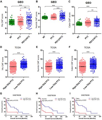 Figure 2 Validation of correlations of the CAF score with differentiation status and overall survival (OS). (A–C) Analyses of the CAF scores of the Wu (A), Nurmik (B) and Calon (C) CAF signatures in poorly differentiated thyroid cancer (PDTC)/anaplastic thyroid cancer (ATC) compared with normal thyroid (NT) tissues and papillary thyroid cancer (PTC). (D–F) Analyses of the CAF scores of the Wu (D), Nurmik (E) and Calon (F) CAF signatures in patients with low thyroid differentiation score (TDS) compared with high-TDS patients in PTC. (G–I) The correlation of OS outcomes with the CAF scores of the Wu (G), Nurmik (E) and Calon (F) CAF signatures in PDTC/ATC patients from the GSE76039 cohort. **p<0.01, ***p<0.001.