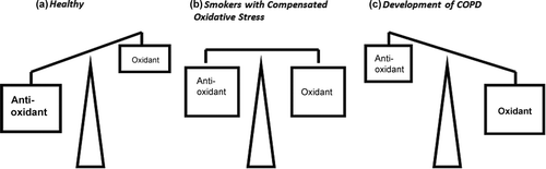 Figure 1.  Schematic representation of oxidative stress. (a) In a healthy individual, there is an abundant of antioxidant capacities in the lungs to counteract inhaled oxidants from air pollution or acute exposures to cigarette smoke. (b) However, chronic smokers experience a reduced antioxidants and increased oxidant burden delivered from the cigarettes. At an early stage, the oxidant burden is still compensated by the antioxidant capacity but eventually (c) the oxidant burden overwhelms the body's antioxidant protection mechanism, leading to oxidative stress and the development of COPD.