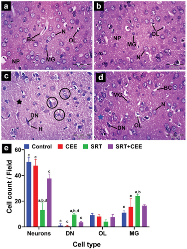 Figure 6. Impact of sertraline (SRT) and Cyperus esculentus extract (CEE) treatment on cerebral cortex structure. (a & b) control and CEE-treated rats sections show healthy neurons (N), microglia cells (MG), oligodendrocytes (OL), and blood capillaries (BC) in a neuropil-rich environment (NP). (c) SRT-treated rats section shows degenerating neurons (DN) with pericellular halos (H), increased microglial cells (black circle), and neuropil spongiosis (black star). (d) SRT+CEE-treated rats section displays numerous normal neurons (N), some degenerating neurons (DN), and limited neuropil spongiosis (blue star). (H&E, A-D × 400). (e) mean number of viable neurons, degenerating neuron (DN), oligodendrocytes (OL), and microglial cells (MG) in the cerebral cortex of studied groups. Bars (mean ± SD) labeled with different letters indicate significant differences: asignificant variation with the control group, bwith the CEE group, cwith the SRT group, and dwith the SRT+CEE group.