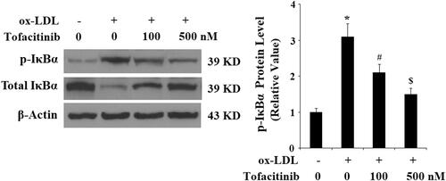 Figure 7. Tofacitinib mitigates ox-LDL-induced phosphorylation and degradation of IκBα. HAECs were stimulated with 100 mg/L ox-LDL in the presence or absence of tofacitinib (500 nM) for 6 h. Phosphorylated and total levels of IκBα were determined by Western blot analysis (*, p < .01 vs. vehicle control; #, p < .01 vs. ox-LDL group, ANOVA, n = 5–6).
