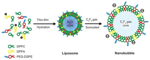 Figure 1 Formation and structural transitions of nanobubbles for ultrasonic imaging and tumor targeting.Abbreviations: DPPA, 1,2-dipalmitoyl-sn-glycero-3-phosphate; DPPC, 1,2-dipalmitoyl-sn-glycero-3-phosphocholine; PEG-DSPE, 1,2-distearoyl-sn-glycero-3-phosphoethanolamine- N-[biotinyl(polyethylene glycol)2000].