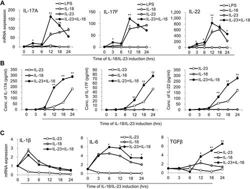 Figure 2 Time kinetics of cytokine expression in N(IL-23+IL-18). (A) Neutrophils treated with LPS (100 ng/mL), IL-23 (10 ng/mL), IL-18 (25 ng/mL) and IL-23 (10 ng/mL) plus IL-18 (25 ng/mL) for different time points (0–24h). Real-time PCR analysis of IL-17A, IL-17F and IL-22 mRNA expression in neutrophils were performed. (B) ELISA analysis of IL-17A, IL-17F and IL-22 protein levels in the supernatant of the treated neutrophils for different time (0–24h). (C) Real-time PCR analysis of IL-1β, IL-6 and TGF-β mRNA expression in neutrophils treated with IL-23 (10 ng/mL) and/or IL-18 (25 ng/mL) for different time (0–24h). All data were shown as Mean±SD (n=3), *P<0.05, **P<0.01 compared with IL-18 alone treatment group.