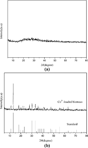 Figure 8. X-ray diffraction spectra of R. palustris cells: (a) metal-free control; (b) Co2+-loaded (80 mg/L, 40 h) biomass.