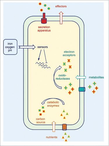 Figure 3. Selected adaptive mechanisms used by bacterial pathogens to survive within their hosts. These mechanisms include secretion and delivery of effectors which interfere with the host cytoskeleton and immune signaling. pH-, iron- and oxygen-dependent bacterial sensors can be activated to modulate expression of their regulons, leading to gene expression reprogramming and favoring bacterial adaptation. Dedicated bacterial enzymes can be used (i) to metabolize nutrients and (ii) to reduce or oxidize metabolites present in the host environment, both reactions conferring to the pathogen, an advantage over the competing microbiota.