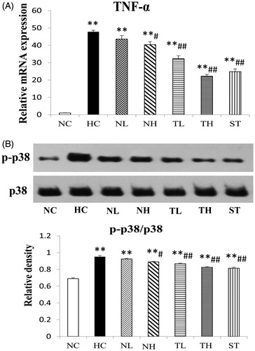 Figure 7. Effects of different extracts on p38 MAPK phosphorylation (A) and TNF-α mRNA levels (B) in hyperlipidaemic rats. P-p38 was determined by western blot. Results are expressed as mean ± S.E. of three independent experiments. *p < 0.05, **p < 0.01 compared with NC; #p < 0.05, ##p < 0.01 compared with HC.