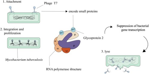 Figure 4 Steps involved in phage T7 mediated Mycobacterium tuberculosis lysis.