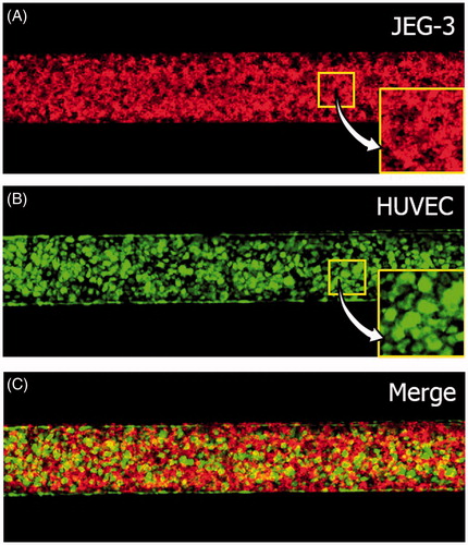 Figure 3. A microengineered placental barrier: fluorescence micrographs of (A) JEG-3 cells (red) and (B) HUVECs (green) grown on the lower and upper membrane surfaces, respectively. (C) A merge of A and B.