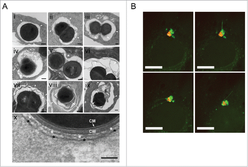 Figure 2. S. aureus becomes enclosed into a double-membrane structure. (A) NIH/3T3 cells were infected with SH1000-RFP, fixed 2 and 3 hpi and analyzed by transmission electron microscopy. Arrowheads depict the phagosomal or vacuolar membranes. * depicts multilamellar membranes next to phagosomes or vacuoles in panels i to ix and the double membrane in close vicinity to S. aureus in panel x. Arrows depict multilamellar and autophagosomal membranes from the host. CM, bacterial cytoplasmic membrane, CW bacterial cell wall. Scale bars: 200 nm. (B) NIH/3T3 GFP-LC3B cells were infected with SH1000-RFP and recorded via live-cell imaging (recording 3 time points/min). The images show the dynamic of GFP-LC3B-positive membrane structures from or to the existing autophagosomal membrane enclosing the intracellular S. aureus. Arrowheads show the actual way of recruitment. Scale bars: 13 µm.