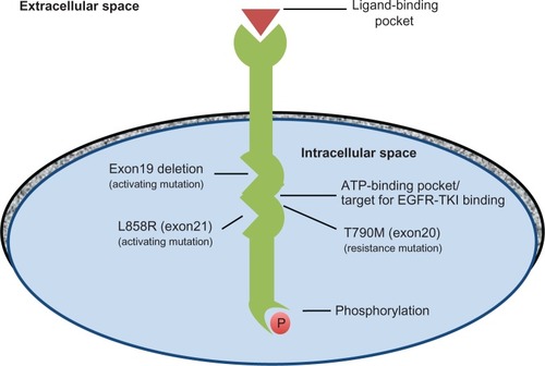 Figure 1 The EGFR receptor and locations of activating and resistance mutations.