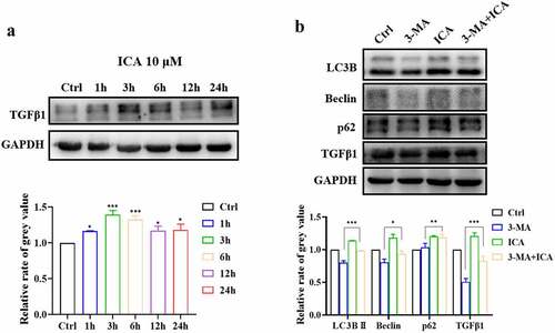 Figure 7. ICA induce TGFβ1 up-regulation through autophagy activation. (a)After treatment with 10 μM of ICA for 1, 3, 6, 12 and 24 h, TGFβ1 level was determined using Western blotting and quantitation. (b)After co-incubation with autophagy inhibitor 3-MA for 6 h, the expression of LC3, Beclin, p62 and TGFβ1 were measured by Western blotting and quantitation