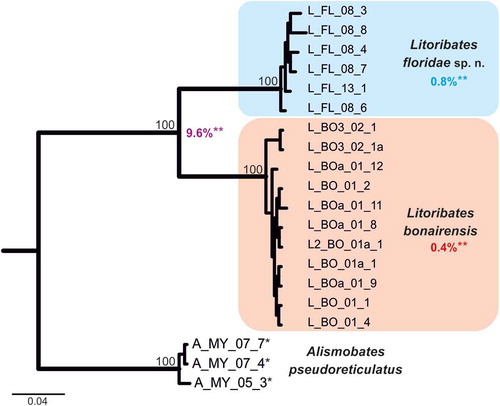 Figure 13. Bayesian inference tree of three fortuyniid species based on COI sequences constructed by means of MrBayes applying the GTR+I+G model. Posterior probabilities for main nodes are shown above branches. Sequences obtained from GenBank are marked by *. For details, see Table 1. ** Mean of intra- (blue, red) and interspecific (violet) uncorrected p-distances given in per cent.