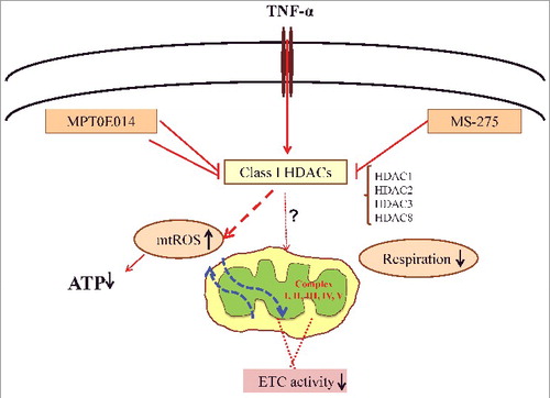 Figure 7. Hypothesized mechanisms of Class I HDACs and HDAC inhibitors in tumor necrosis factor (TNF)-induced mitochondrial dysfunction. HDAC inhibitors rescue impaired mitochondrial dysfunction by restoring mitochondrial respiration followed by increased ATP production and decreased oxidative stress. Class I histone deacetylase (HDAC) includes HDAC-1, -2, -3 and -8. ETC = electron transfer chain, mtROS = mitochondria reactive oxygen species.