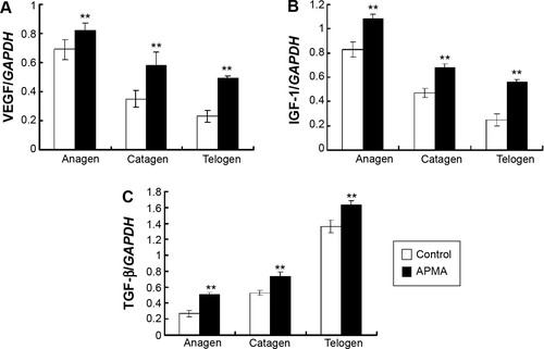 Figure 7 Effect of MMPs agonist on the expression of VEGF, IGF-1, and TGF-β.