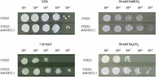 Figure 8. The growth of yeast cells carrying the pYES2 or pYES2-B46NRT2.1 under salt shock. Ten-fold dilutions of yeast cells containing pYES2 (upper line) and pYES2-B46NRT2.1 (lower line) were spotted onto solid YPG media supplemented with the 30 mM NaHCO3, 1 M NaCl, and 20 mM Na2CO3 treatment. No treatment was used as a control with YPD media.