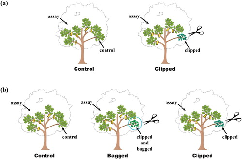 Figure 1. Schematic diagram of the experimental design for systemic-induced resistance for plant. (a) Experiment1 (1) an unclipped branch and five assay branches, (2) a clipped branch and five assay branches. (b)Experiment2 (1) an unclipped control branch and five assay branches, (2) a clipped branch enclosed in a plastic bag and five assay branches, (3) clipped branch and assay branch.