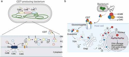 Figure 2. CDT production, assembly, and trafficking. (a) The cdtA, cdtB, and cdtC genes are encoded within the same operon and expressed in the cytoplasm. ①, CdtA, CdtB, and CdtC are transported to the periplasm compartment (PC) through the Sec secretion pathway. Unlike CdtB and CdtC, CdtA is lipidated in the inner membrane (IM). ②, The lipoCdtA was transported onto the outer membrane (OM). ③, LipoCdtA on the OM recruits CdtC in the PC to form a heterodimer. ④, CdtC-lipoCdtA recruits a protease on the OM, resulting in the CdtA/CdtC heterodimer complex. ⑤, CdtA/CdtC heterodimer recruits free CdtB in the PC and forms CDT holotoxin. (b) Schematic diagram depicting the expression, assembly, trafficking, and intoxication processes of CDT: ①, CdtB/CdtC may be dissociated from CdtA in the endosome. ②, CdtB/CdtC transport to the ER through the retrograde transport pathway. ③, CdtB is dissociated from CdtC in the ER. ④, CdtB leaves the ER to the cytoplasm through an ERAD or ERAD-related pathway. ⑤, CdtB utilizes an atypical NLS sequence(s) to enter the nucleus and plays its function as a genotoxin. Created with BioRender.com.