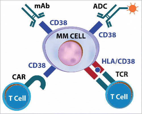 Figure 1. Different types of CD38-specific immunotherapies. The figure shows different ways to target the CD38 surface molecule expressed on myeloma cells. The myeloma antigen can be targeted by mAb, antibody-drug conjugates (ADC) or bispecific antibodies, CD38-specific T cells recognizing HLA/CD38 peptide complexes, and CD38-specific CAR T cells.